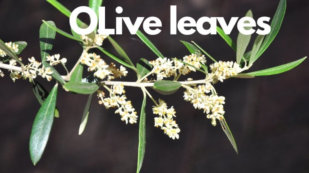 Olive leaves that have great health benefits