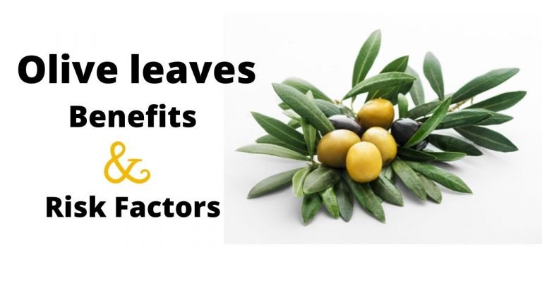 Benefits and risk factors of olive leaves