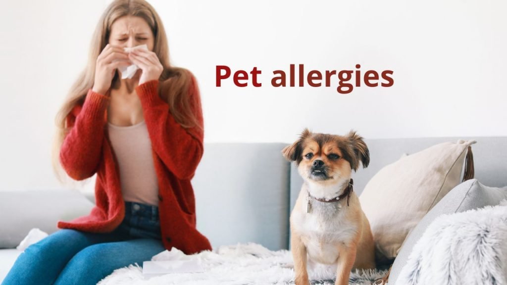 Pet allergies: all you need to know