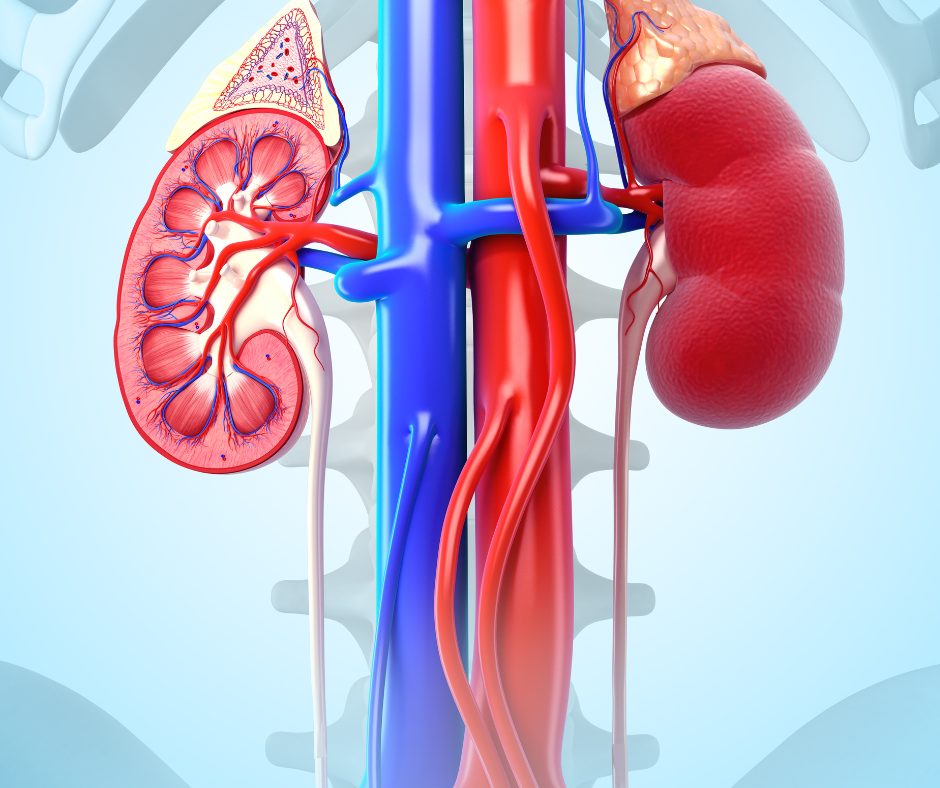 Human kidneys